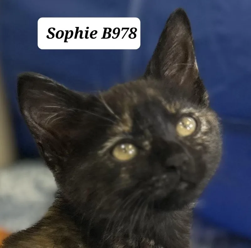 A baby medium-sized female Tortoiseshell Domestic Medium Hair cat named Sophie for adoption in Morganton, NC