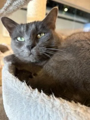 A young medium-sized female Domestic Short Hair cat named Aurora for adoption in Fishers, IN