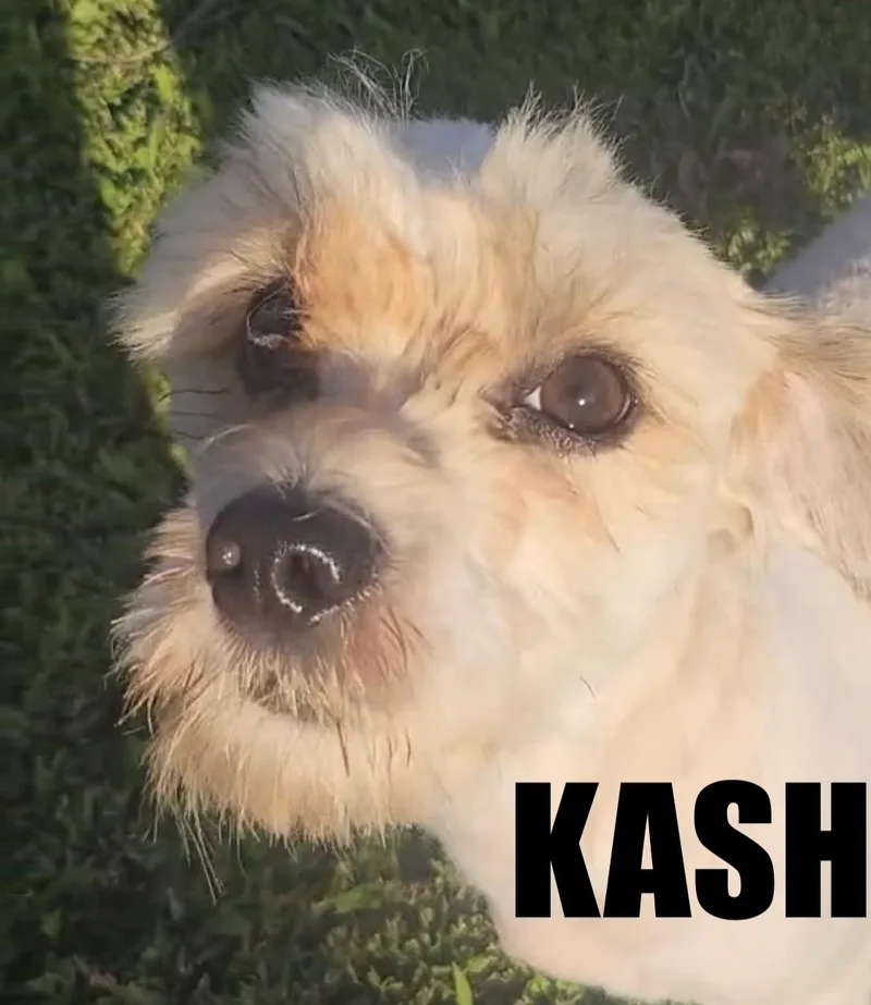 A young small-sized male White / Cream Bichon Frise dog named Kash for adoption in Norwalk, CT