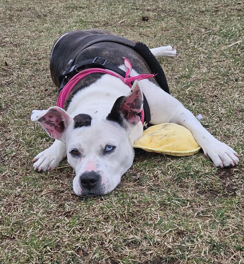 An adult large-sized female American Bulldog dog named Nyla for adoption in Plover, WI