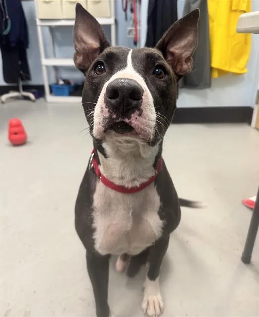 An adult medium-sized male Mixed Breed dog named Oscar for adoption in Palmetto, FL
