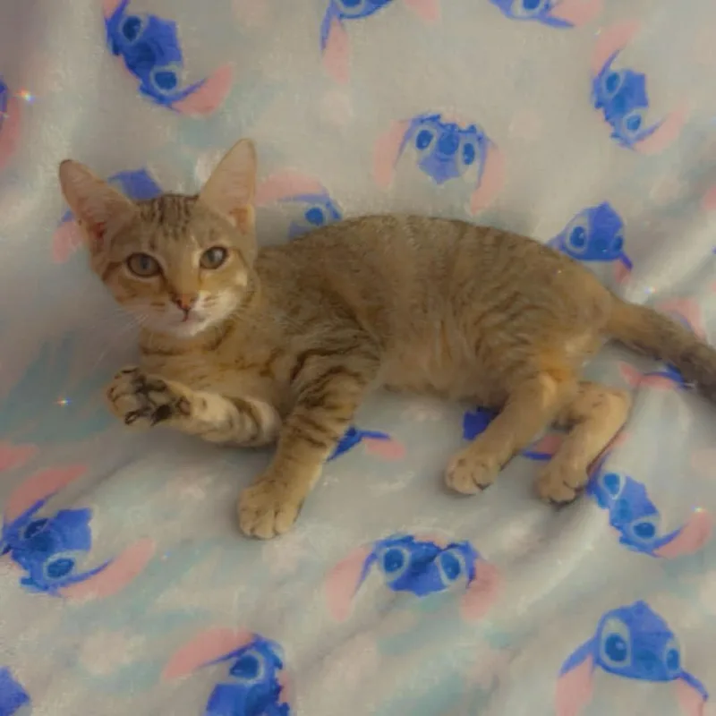 A baby medium-sized male Domestic Short Hair cat named Kindle for adoption in Durango, CO