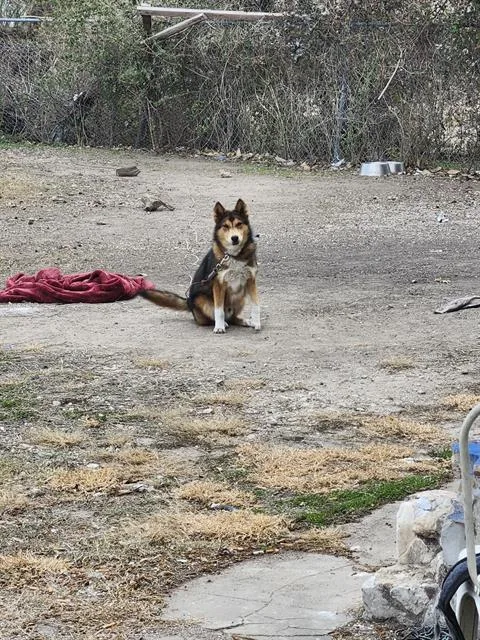 An adult medium-sized male Australian Shepherd dog named Jake for adoption in San Antonio, TX