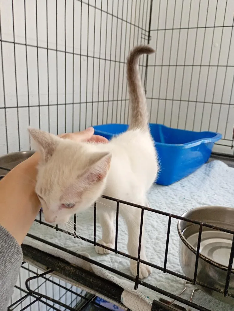 A baby medium-sized male Domestic Short Hair cat named Jon for adoption in Saint James, MN