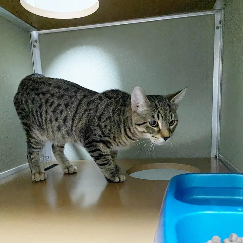 Ice Cream thumbnail 2