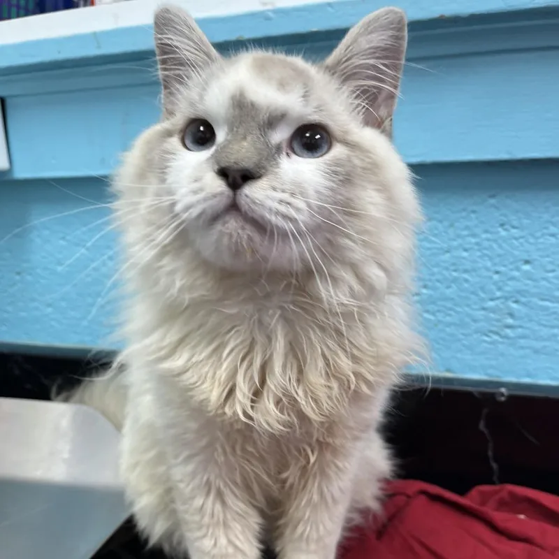 An adult medium-sized male White Domestic Long Hair cat named Minx for adoption in Philadelphia, PA