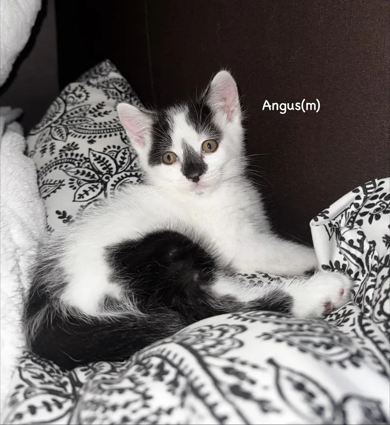 Angus thumbnail 2