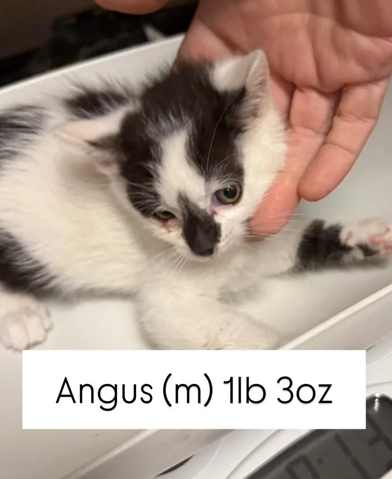 Angus thumbnail 3