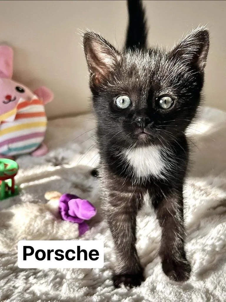 A baby medium-sized female Domestic Short Hair cat named Porsche for adoption in Davison, MI