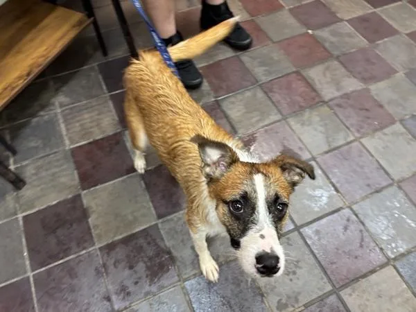 A young medium-sized male Mixed Breed dog named Ratatouille for adoption in New York, NY