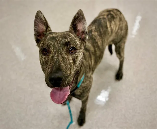 A young medium-sized female Dutch Shepherd dog named Gracie for adoption in Santa Rosa, CA