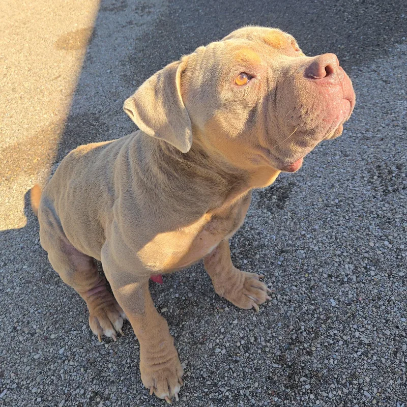 An adult large-sized male Terrier dog named Mugsy for adoption in Xenia , OH
