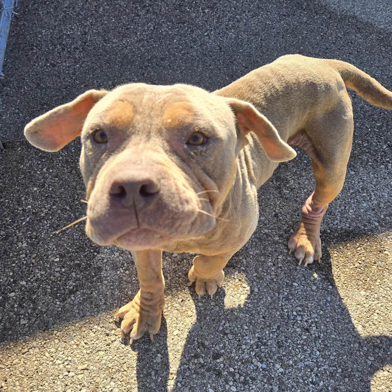 Mugsy thumbnail 4