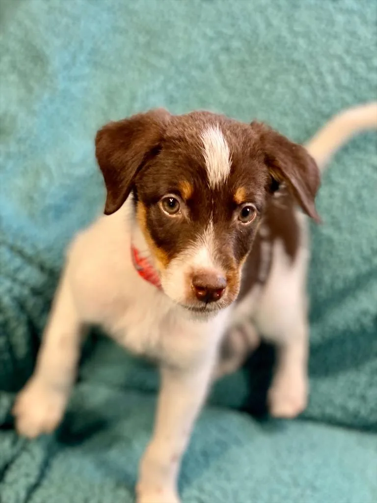 A baby medium-sized male Australian Shepherd dog named Kyle for adoption in Urbandale, IA