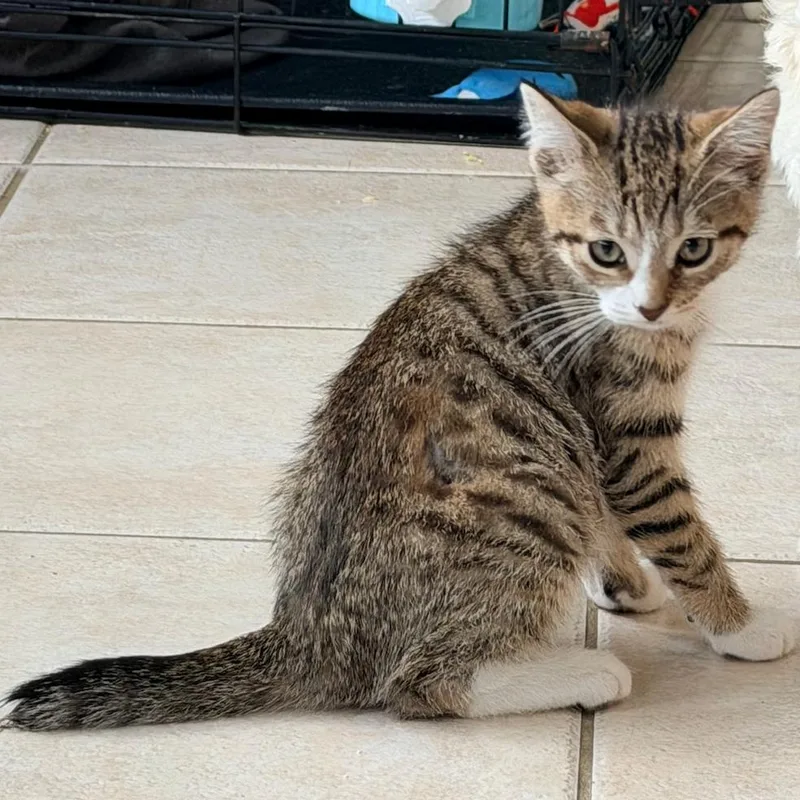 A baby small-sized male Brown / Chocolate Domestic Short Hair cat named Gecko for adoption in Woodbury, NJ