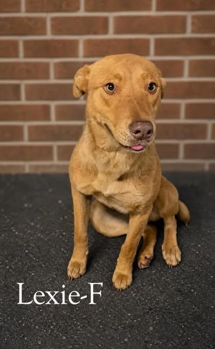 An adult large-sized female Labrador Retriever dog named Lexie for adoption in Guntersville, AL