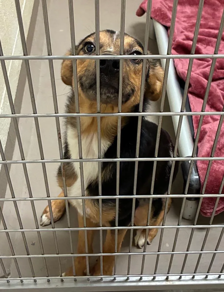 A baby medium-sized female Shepherd dog named Izzy for adoption in Christiansburg, VA
