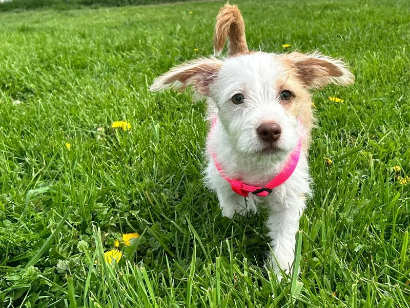 A baby medium-sized female Apricot / Beige Terrier dog named Charlie for adoption in Brunswick, OH