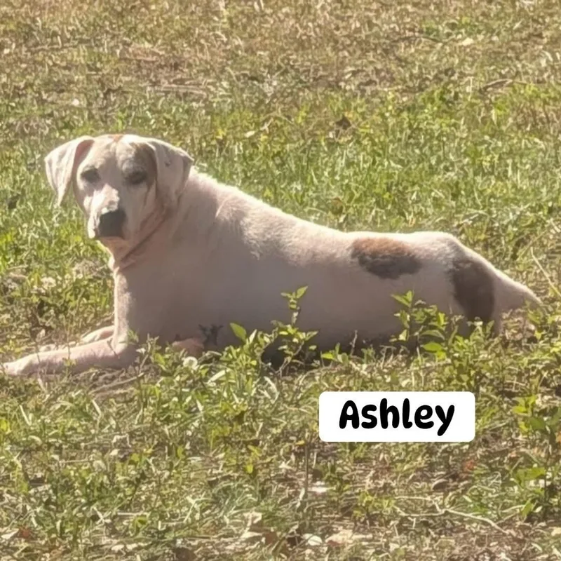 Ashley thumbnail 3