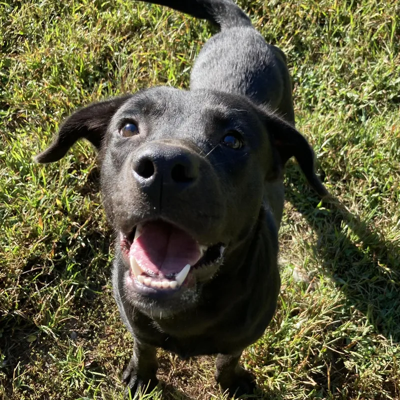 A young medium-sized male Black Labrador Retriever dog named Pogo for adoption in Mishawaka, IN
