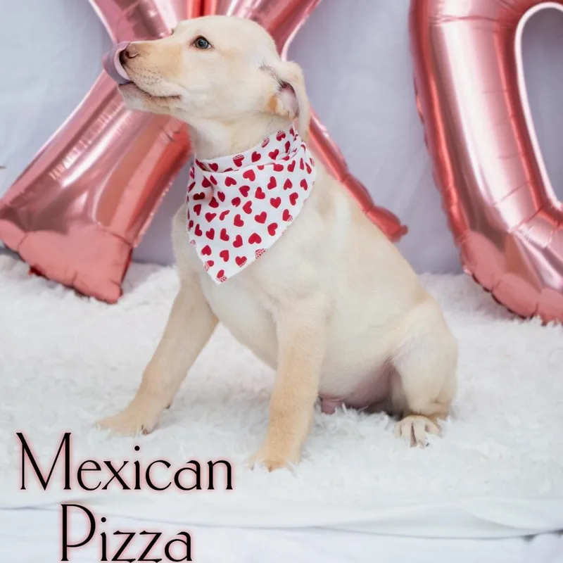 Mexican Pizza thumbnail 2