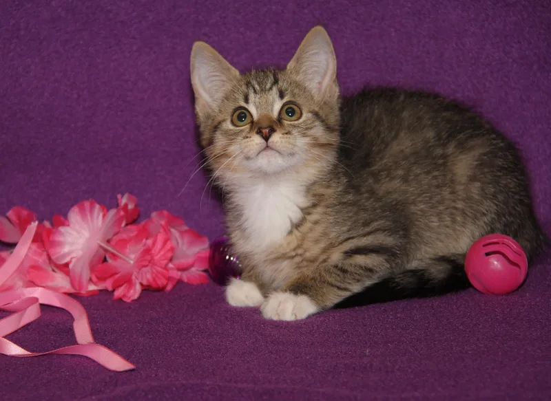 A baby medium-sized female Tabby (Brown / Chocolate) Tabby cat named Nifty for adoption in Marietta, OH