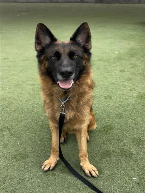 An adult large-sized male German Shepherd Dog dog named Newbie for adoption in Los Angeles, CA