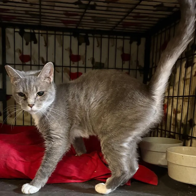 A young medium-sized female Gray / Blue / Silver Domestic Short Hair cat named Cm Punk for adoption in Fredericksburg, VA