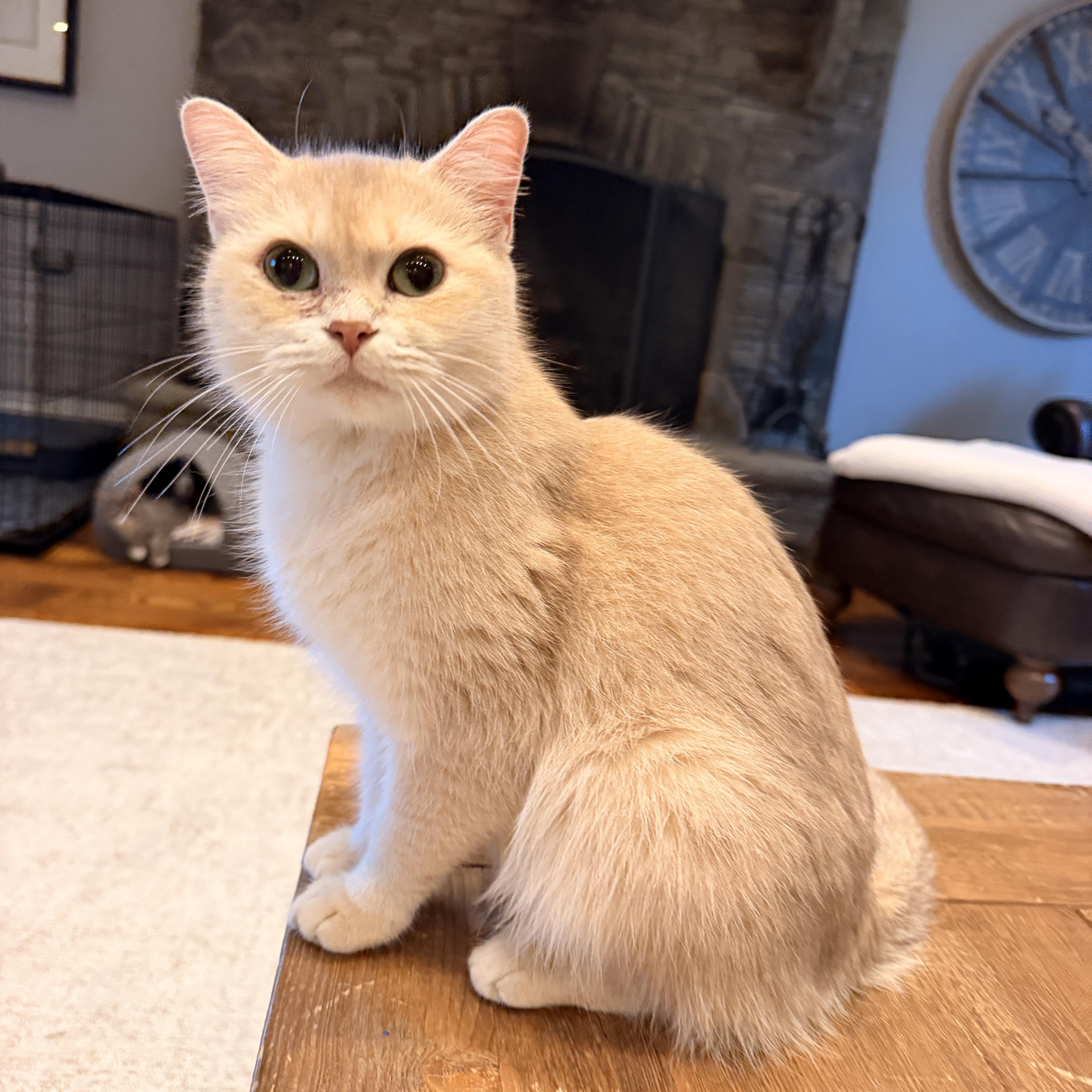 An adult small-sized female Buff & White Persian cat named Jojo for adoption in Thornwood, NY