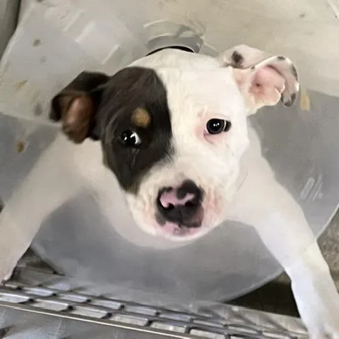 A baby small-sized female Yellow / Tan / Blond / Fawn Pit Bull Terrier dog named Spoon for adoption in Baltimore, MD