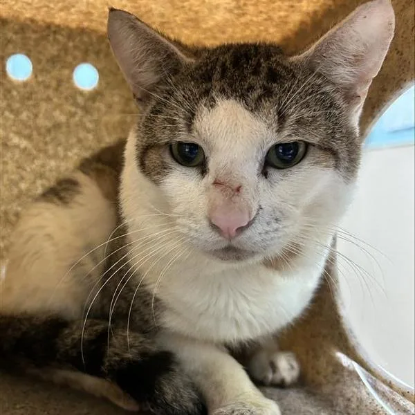 An adult medium-sized male Brown / Chocolate Domestic Short Hair cat named Working Cat Reid for adoption in Tacoma, WA