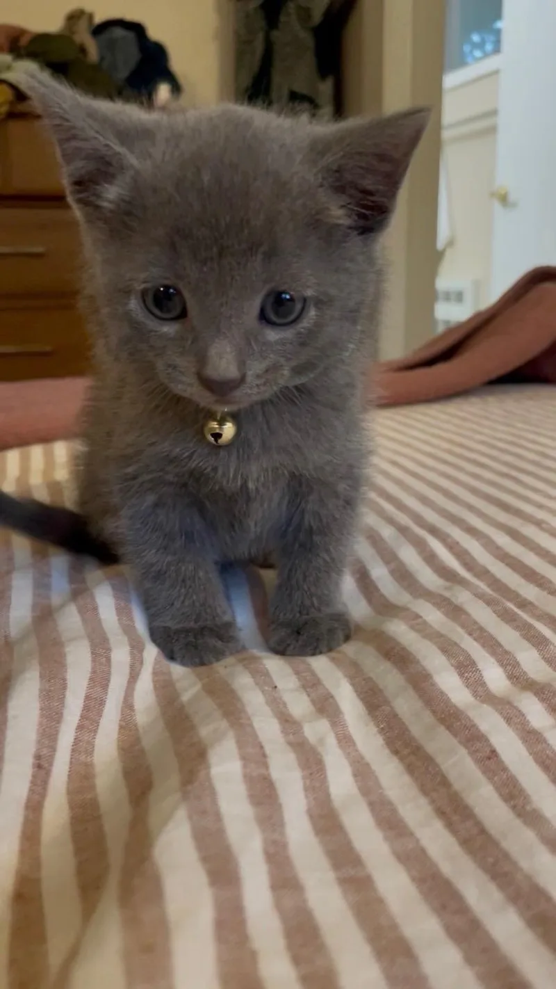 A baby small-sized male Gray / Blue / Silver Domestic Short Hair cat named Yoda for adoption in Kirksville, MO