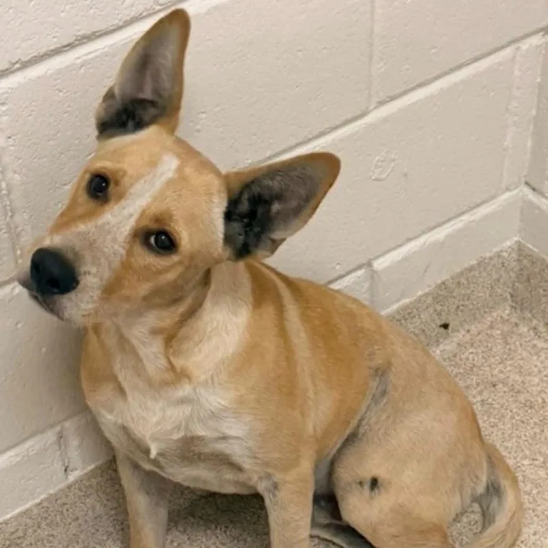 A young medium-sized male Yellow / Tan / Blond / Fawn Jack Russell Terrier dog named Clark for adoption in Horn Lake, MS