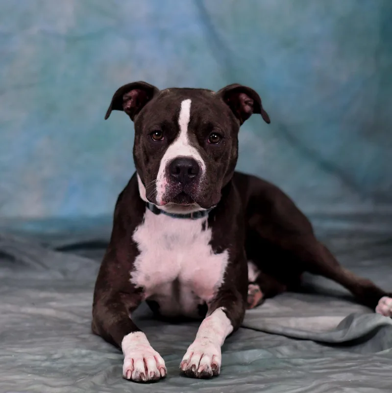 Kujo