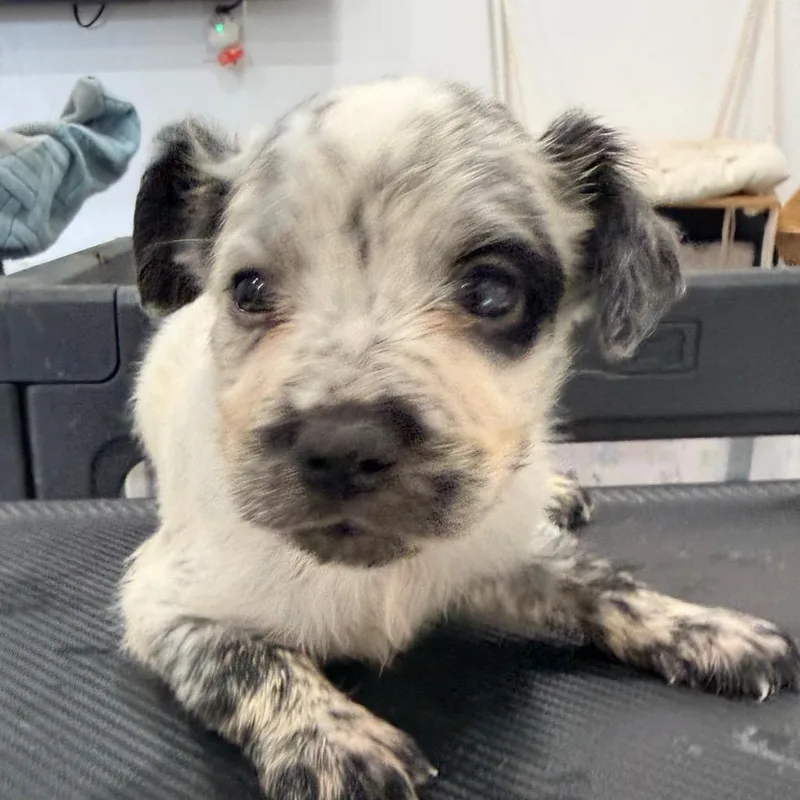 A baby medium-sized male Chihuahua dog named Buzz for adoption in Sacramento, CA