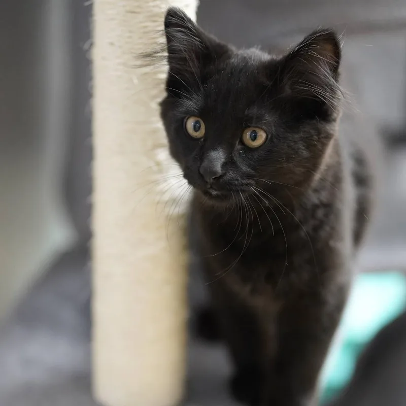 A baby small-sized male Black Domestic Long Hair cat named Urchin for adoption in Naperville, IL
