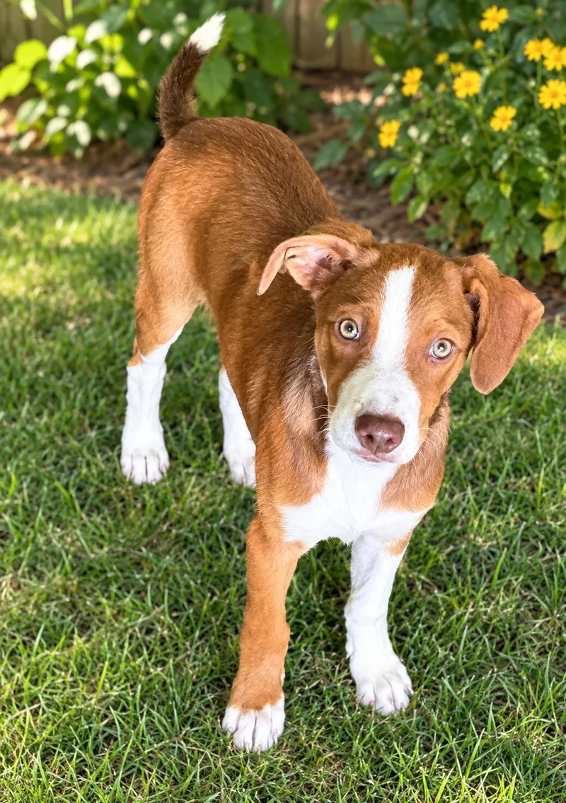 A baby medium-sized male Collie dog named Scout for adoption in Raymond, MS