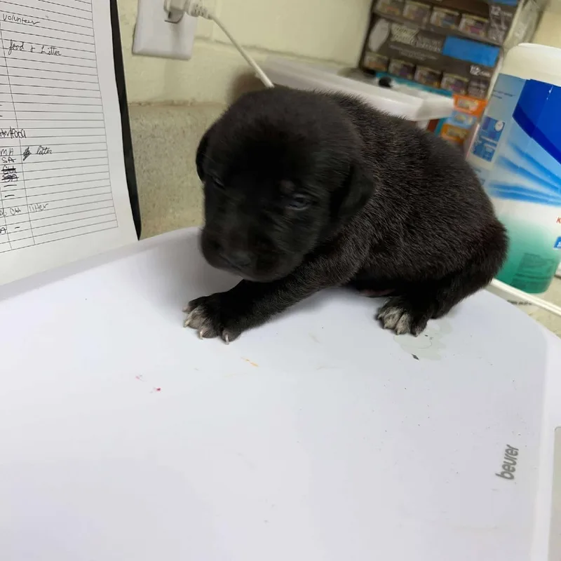A baby small-sized male Shepherd dog named Astro for adoption in Bastrop, TX