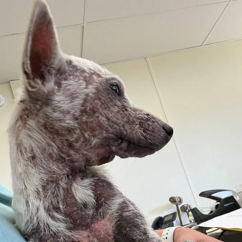 A young small-sized female White / Cream Rat Terrier dog named Crostina for adoption in Hattiesburg, MS