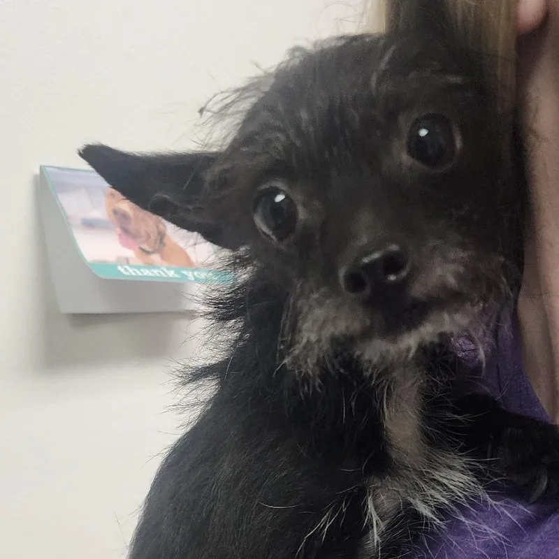 An adult small-sized female Black Mixed Breed dog named Chuffed for adoption in Charleston, WV