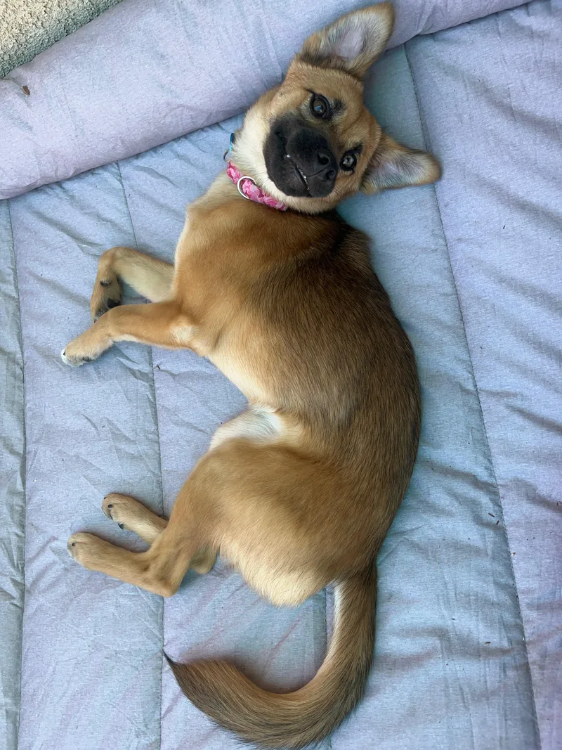 A baby large-sized female Terrier dog named Cortina for adoption in Pasadena, CA