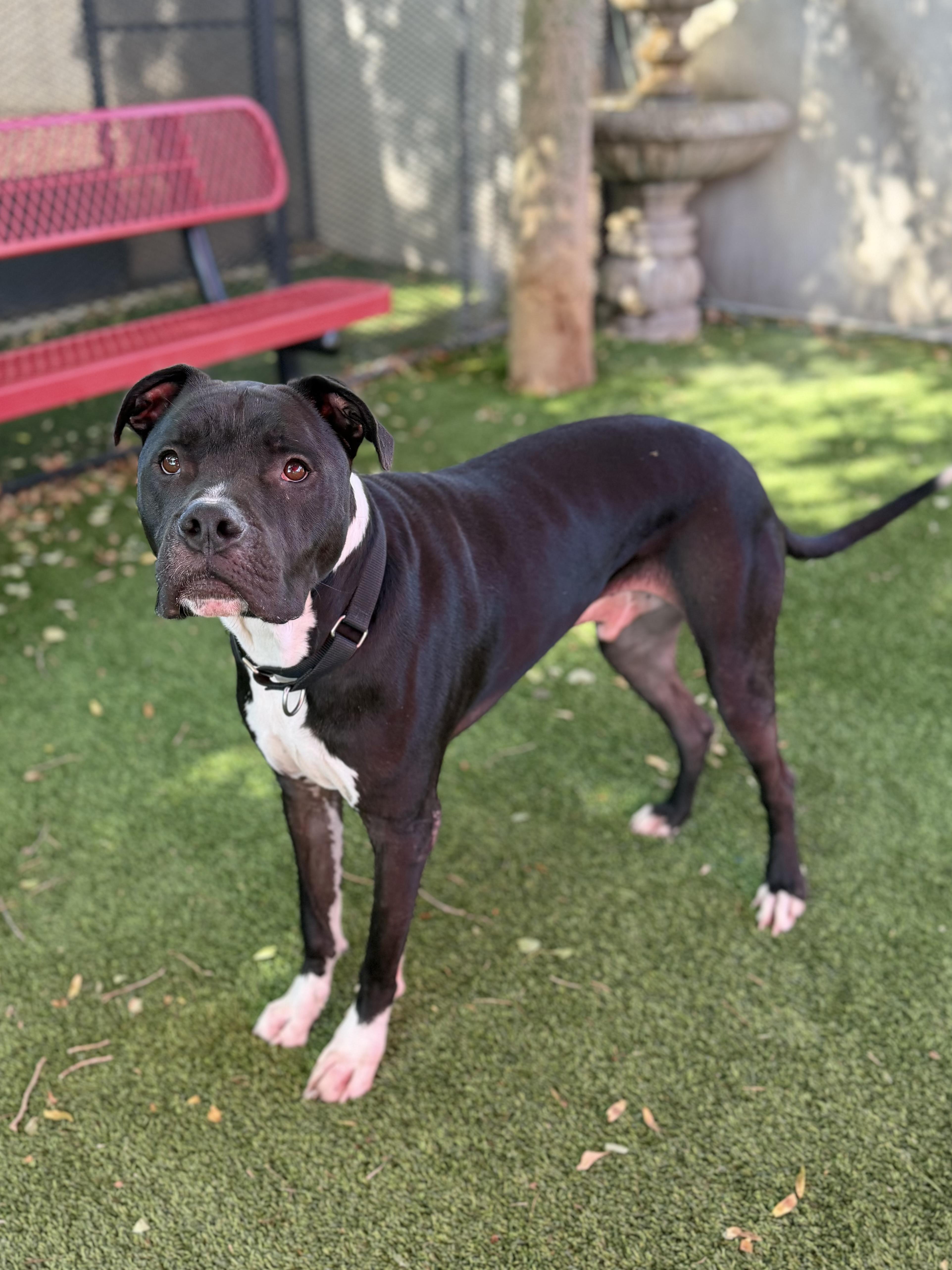 An adult large-sized male Labrador Retriever dog named Larson for adoption in Glendale, AZ