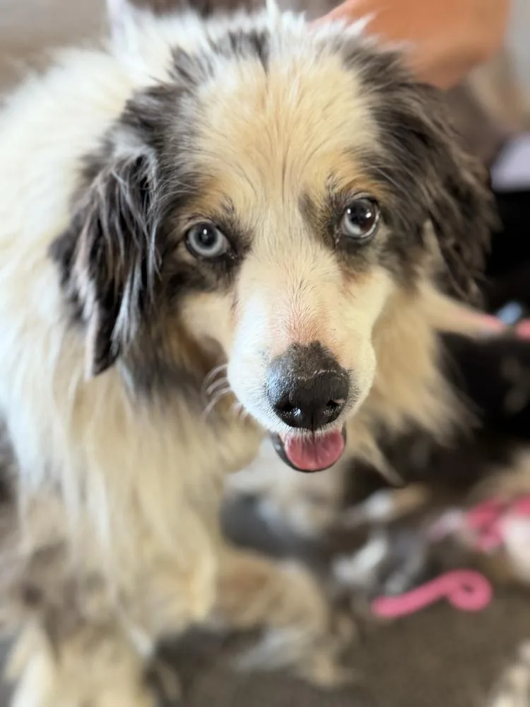 A senior small-sized female Merle (Blue) Australian Shepherd dog named Sterling NKA Madison for adoption in Ringwood, IL