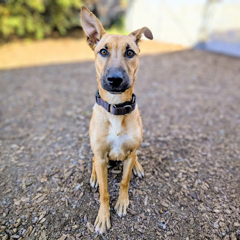 A baby large-sized female German Shepherd Dog dog named Marvel for adoption in Oakland, CA
