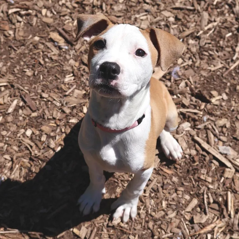 Petunia thumbnail 4