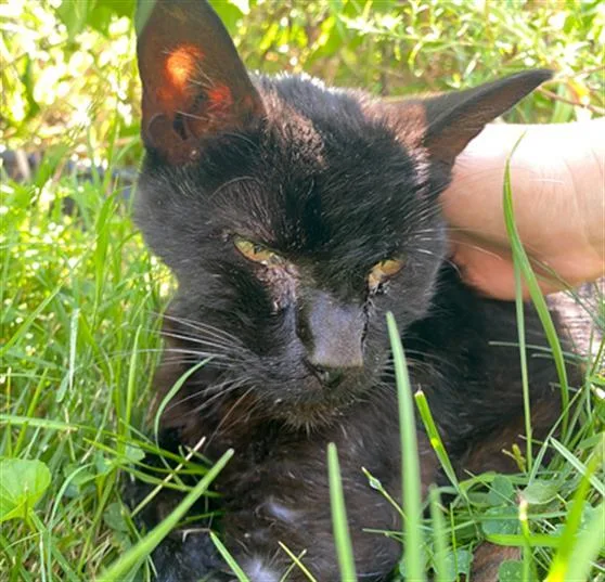 A senior small-sized male Domestic Short Hair cat named Merle for adoption in Indianapolis, IN