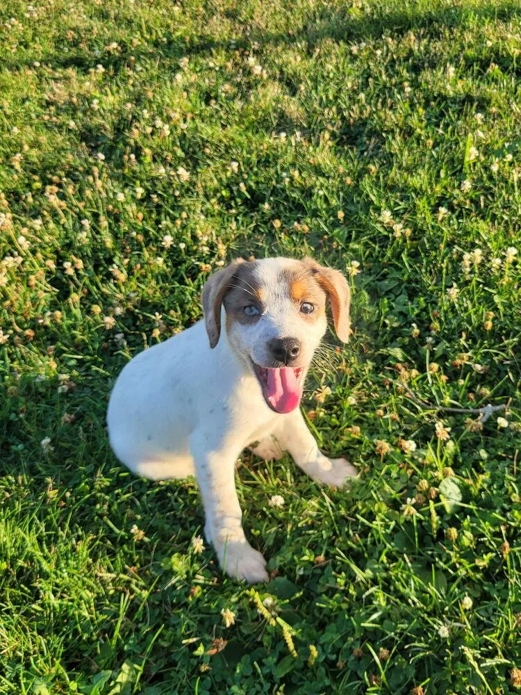 Penny