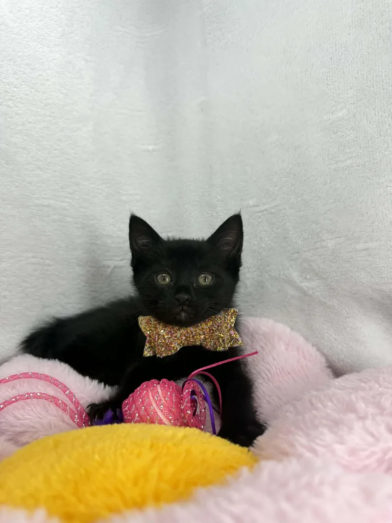 A baby small-sized female Domestic Short Hair cat named Summer for adoption in Tavares, FL