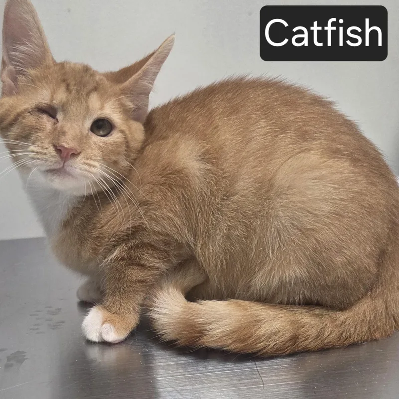 A young medium-sized male Tabby (Orange / Red) Domestic Short Hair cat named Catfish for adoption in SNOW HILL, NC