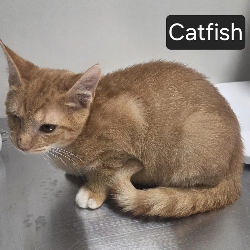 Catfish thumbnail 2